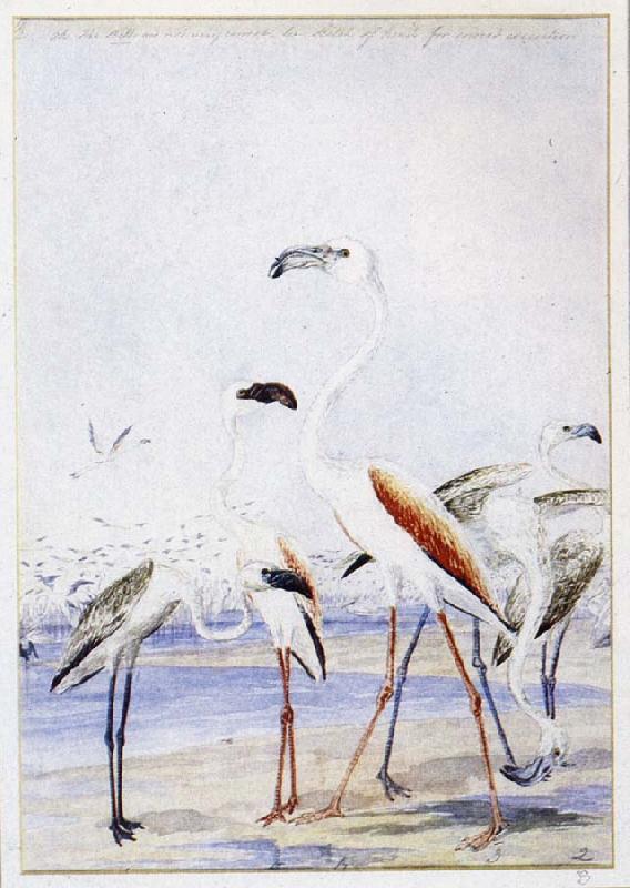 unknow artist flamingos vid v alfiskbukten i sydvastafrika en av baines manga illustrationer till anderssons stora fagelbok oil painting picture